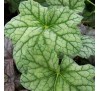 Гейхера Минт Фрост (Mint Frost) C1
